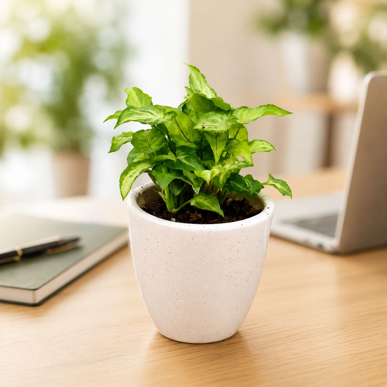 50 Syngonium Plants in 4 Inch Classy White Cup Ceramic Pots - for bulk corporate gifts