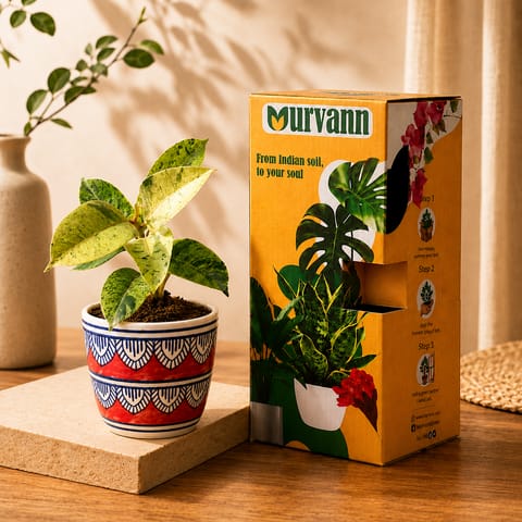Gift Ready - Rubber Variegated Yellow in 4 Inch Live Plant Heritage Red Pixel Cup Ceramic Planter - In Premium Gifting Box