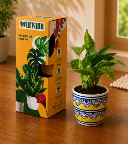 Money Plant Green in 4 Inch Heritage Gold Pixel Cup Ceramic Planter - in Premium Gifting Box