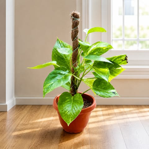 Money Plant Green With Moss Stick (~ 1 Ft) in 8 Inch Terracotta Red Olive Plastic Pot