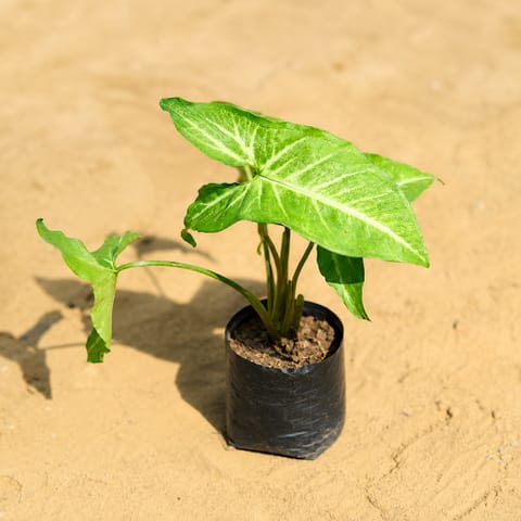 Syngonium Green in 3 Inch Nursery Bag