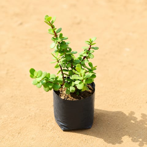 Jade in 3 Inch Nursery Bag