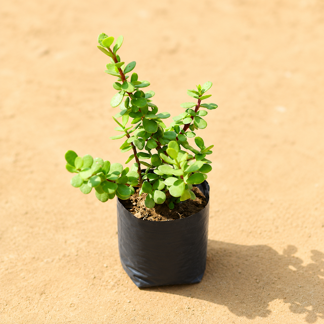 Jade in 3 Inch Nursery Bag