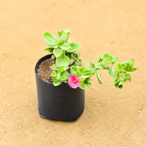 Baby Sun Rose (any colour) in 3 Inch Live Plant Nursery Bag