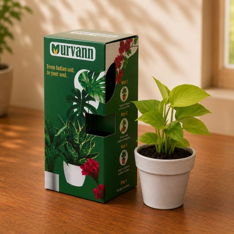 Gift Ready - Money Plant Golden in 5 Inch Live Plant Pearl Glossy Ashwani Collar Ceramic Planter - in Premium Gifting Box