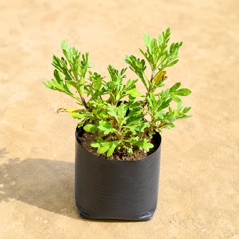 Lavender in 4 Inch Nursery Bag