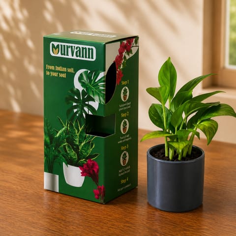 Gift Ready - Money Plant Green in 4 Inch Live Plant Grey Matt Stem Pipe Ceramic Planter - in Premium Gifting Box