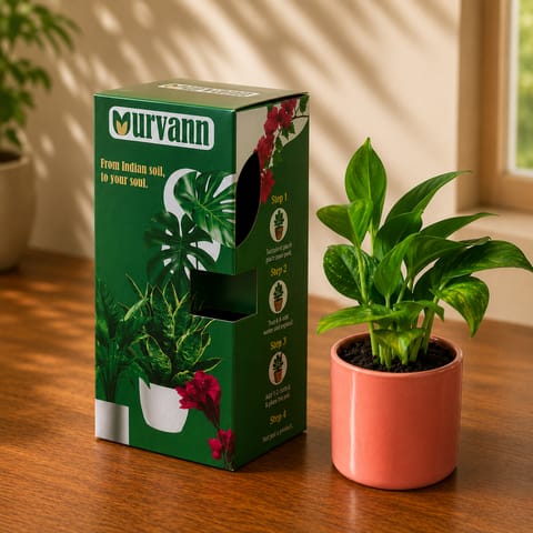 Money Plant Green in 4 Inch Live Fresh Plant Blush Pastel Stem Pipe Ceramic Planter - in Premium Gifting Box in Vasant Vihar