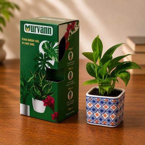 Gift Ready - Money Plant Golden in 4 Inch Live Plant Heritage White Crest Square Ceramic Planter - in Premium Gifting Box