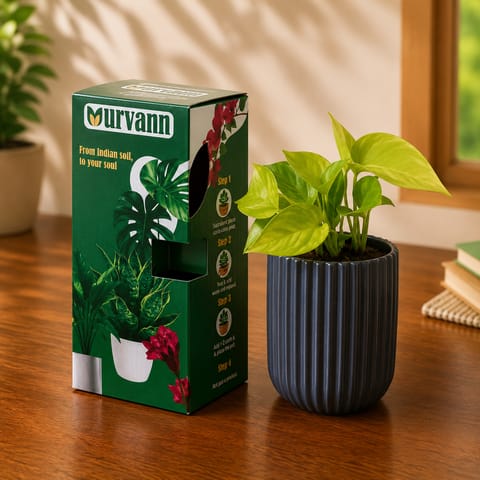 Gift Ready - Money Plant Golden in 5 Inch Live Plant Slate Grey Vine Ceramic Planter - in Premium Gifting Box