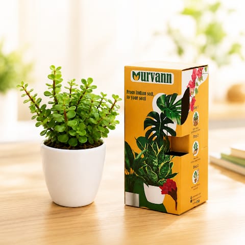 50 Jade Plants in 4 Inch Classy White Cup Ceramic Pots - in Premium Gifting Box for bulk corporate gifts