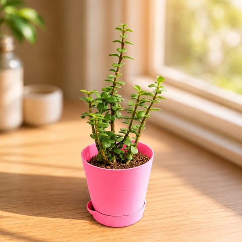 Gift Ready - Jade in 4 Inch Live Plant Pink Florence Self Watering Pot - in Premium Gifting Box