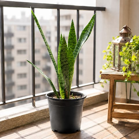 Air Purifying Snake Plant Green Long (~ 1 Ft) in 6 Inch Nursery Pot