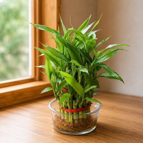 Gift Ready - 3 Layer Lucky Bamboo in Glass Bowl in Govandi Mumbai