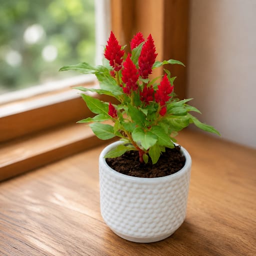 Gift Ready - Celosia / Cockscomb (Any Colour) in 4 Inch White Designer Cylindrical Ceramic Pot (Any Design)