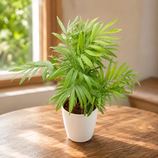 Gift Ready - Chamaedorea Palm in 5 Inch White Premium Plastic Pot