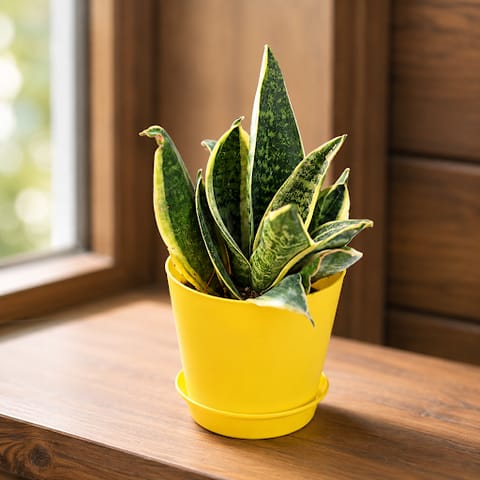 Gift Ready - Snake Variegated in 4 Inch Live Fresh Plant Yellow Florence Self Watering Pot in Sector 85