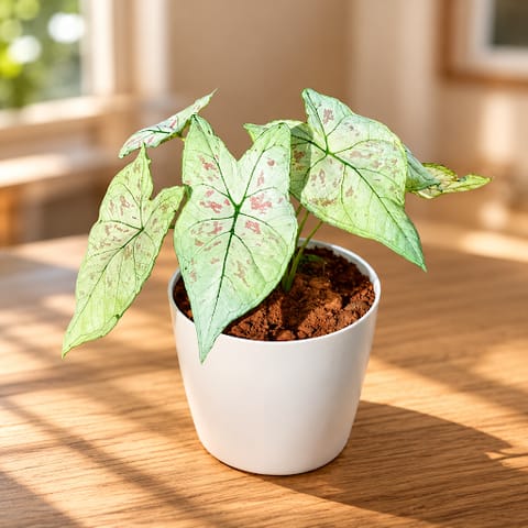 Gift Ready - Alocasia Silver Dragon in 5 Inch White Premium Sphere Plastic Pot - Best Exotic Indoor Plant