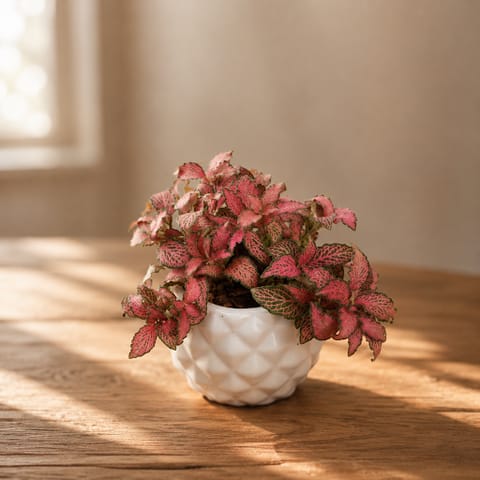 Gift Ready - Fittonia / Nerve Plant Red Leaf in 4 Inch Pineapple Handi Ceramic Pot