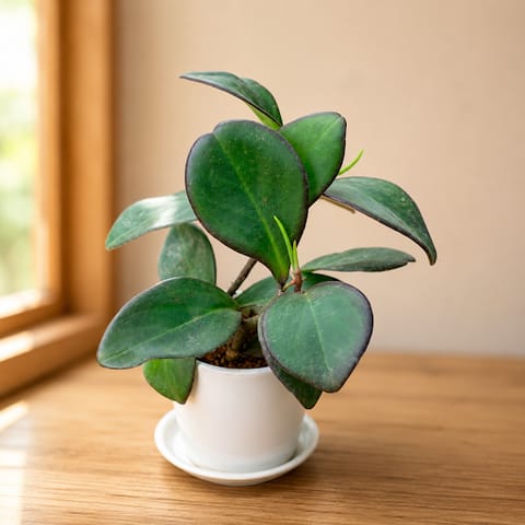 Gift Ready - Peperomia / Radiator Black in 4 Inch Classy White Cup Ceramic Pot with Tray