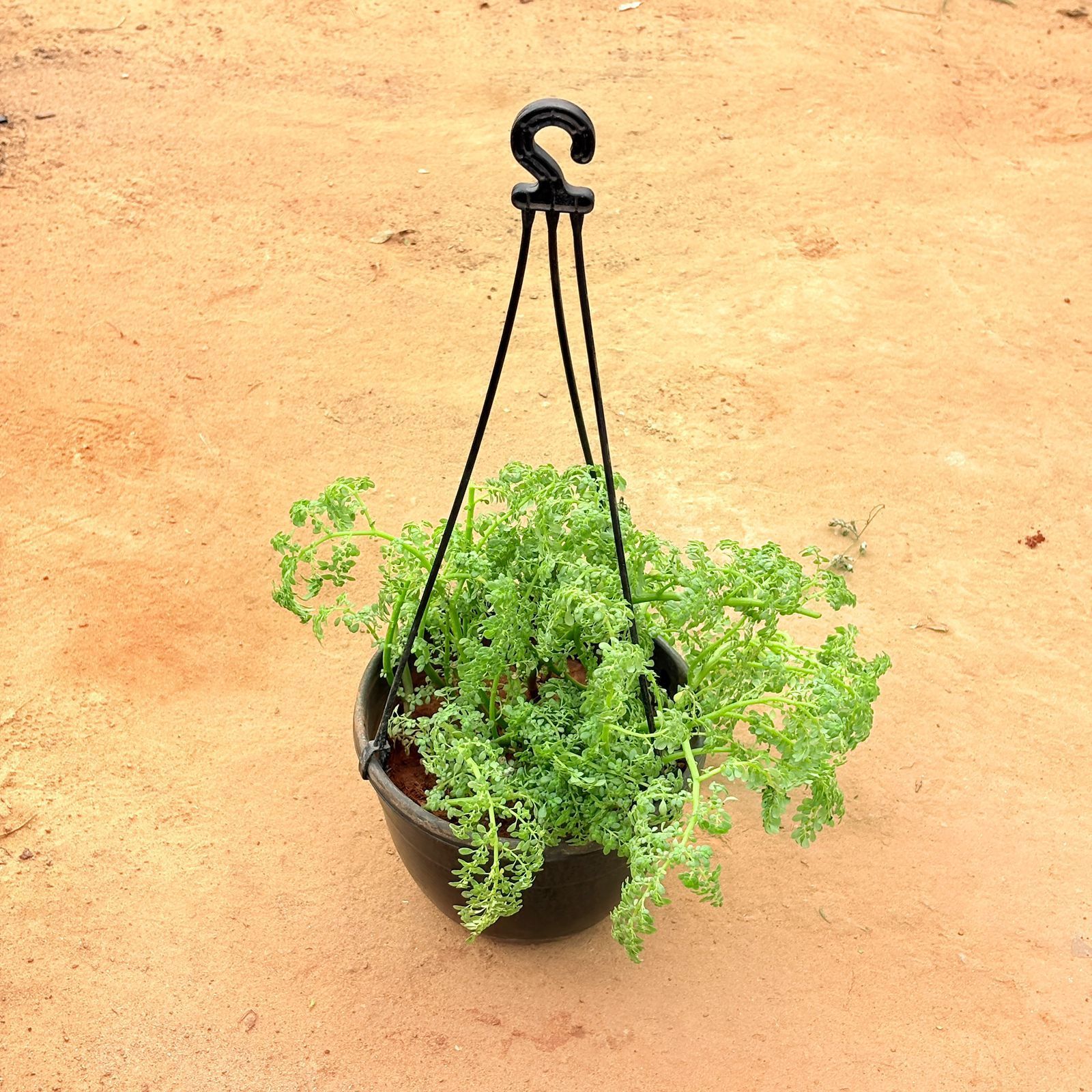 Sedum sarmentosum/ Tiny Trails Beauty in 8 inch Hanging Basket