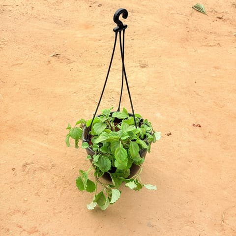 Indian Borage/ Frosted Charm Vine in 8 inch Hanging Basket