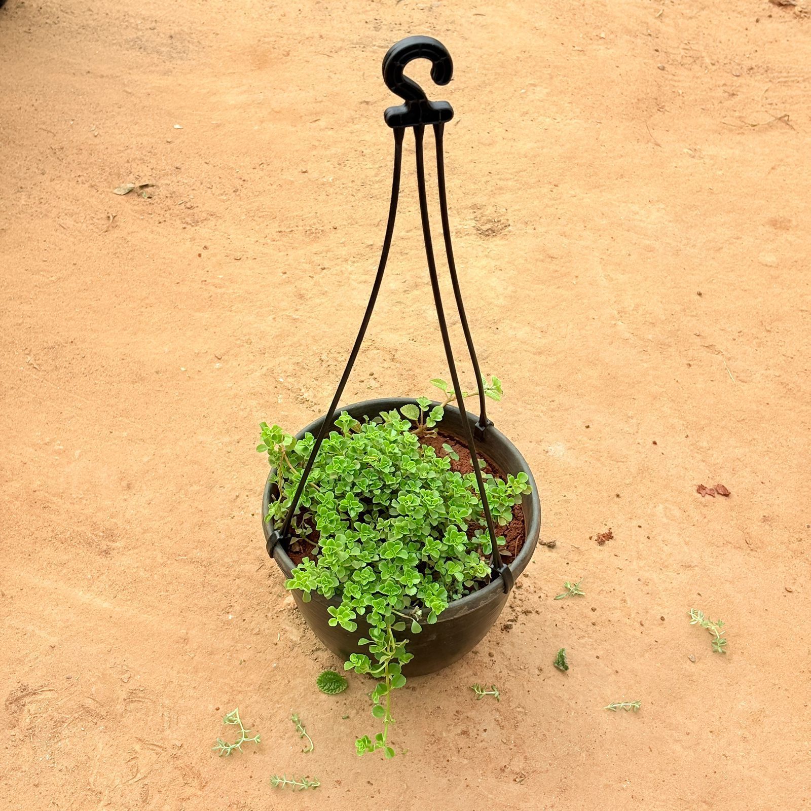 Emerald Pearl Trailing Plant/ Swedish Ivy in 8 inch Hanging Basket