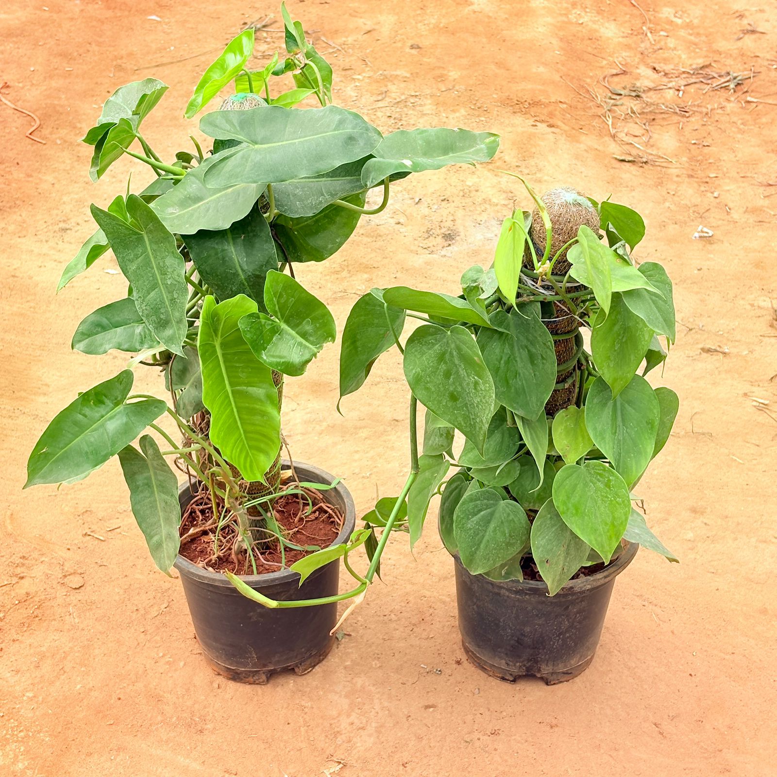 Set of 2 - Philodendron Green & Oxycardium Green With 2 Ft Moss Stick in 8 Inch Nursery Pot