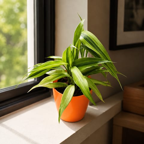 Gift Ready - Soil Lucky Bamboo in 5 Inch Live Fresh Plant Elegant Plastic Pot (any colour) in Naraina