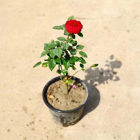 Kashmiri Rose / Gulab (Any Colour) in 8 Inch Nursery Pot