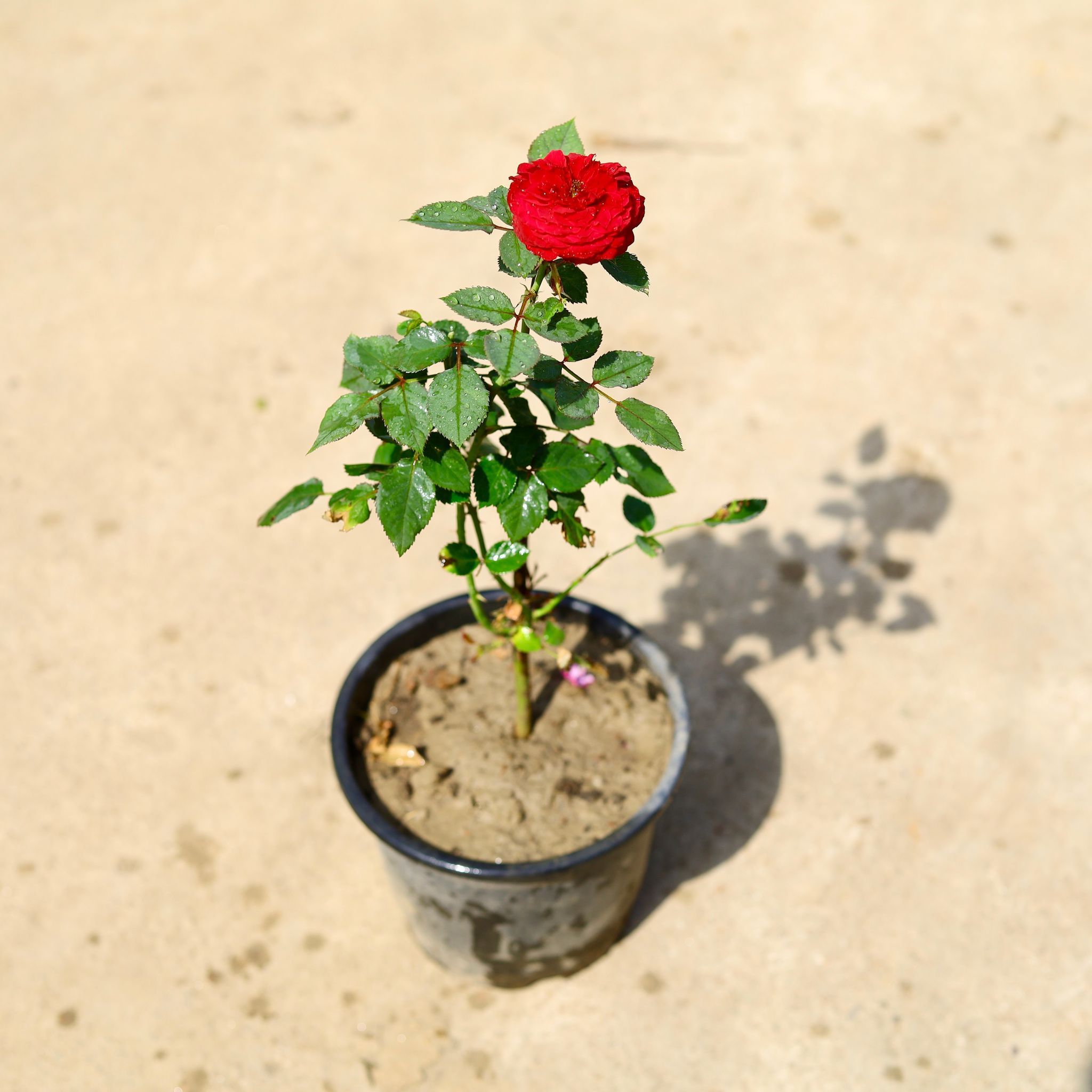 Kashmiri Rose / Gulab (Any Colour) in 8 Inch Nursery Pot