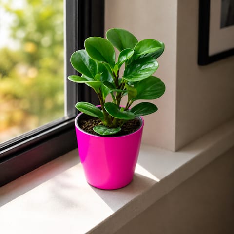 Gift Ready - Peperomia obtusifolia in 5 Inch Premium Sphere Plastic Pot (any colour)