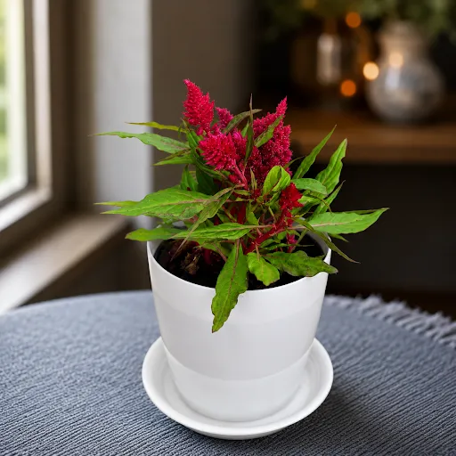 Gift Ready - Cockscomb Maroon in 5 Inch White Premium Sphere Plastic Pot with Tray