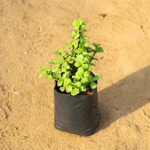 Free Next Day Delivery - Moss stick - 2.5 ft
