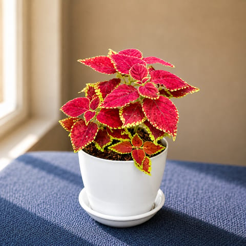 Gift Ready - Coleus Trusty Rusty in 5 Inch Live Plant White Premium Sphere Plastic Pot with Tray