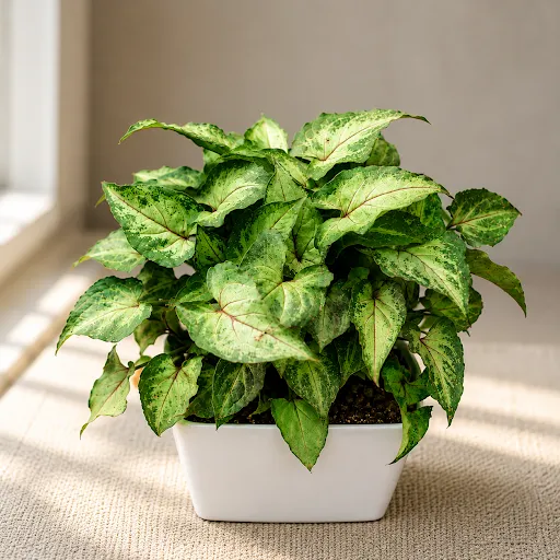 Gift Ready - Syngonium Pixie Green in 4 Inch Square Premium Plastic Pot (any colour)