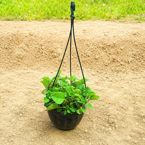 Creeping Charlie / Rustic Green in 8 Inch Live Plant Hanging Basket
