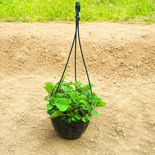 Free Next Day Delivery | Turtle Vine in 7 Inch White Premium Cerana Plastic Hanging  Basket