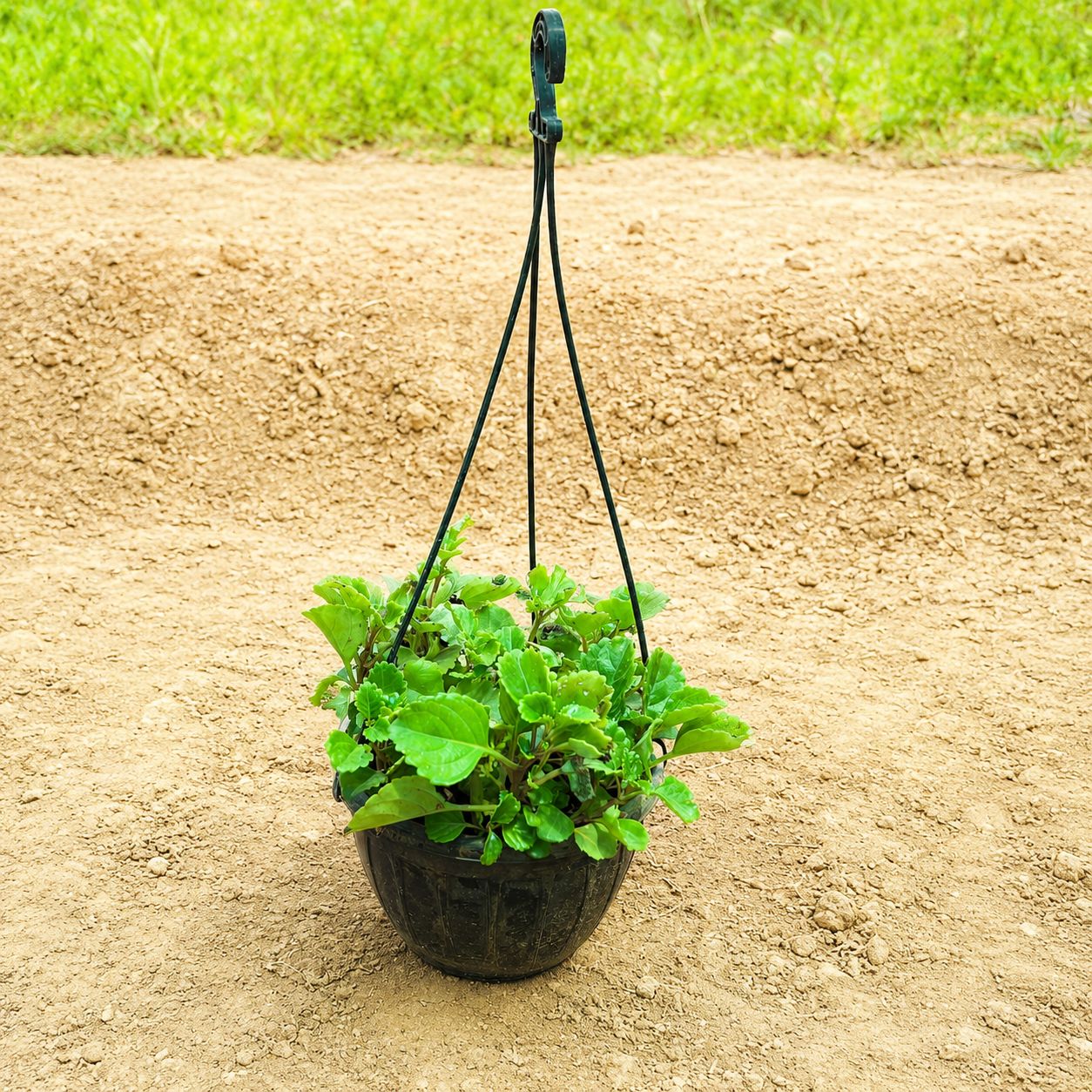 Creeping Charlie / Rustic Green in 8 inch Hanging Basket