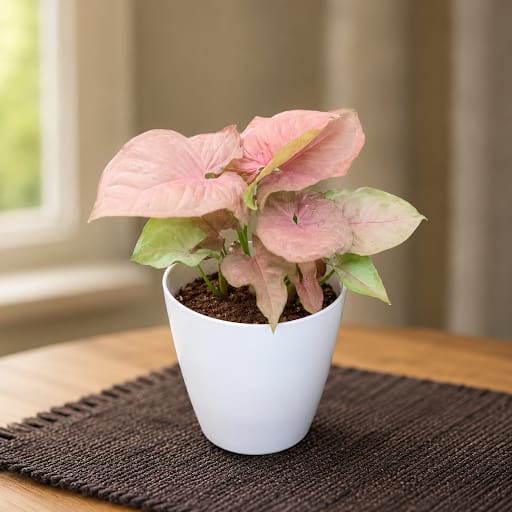 Gift Ready - Syngonium Pink in 5 Inch White Premium Plastic Pot
