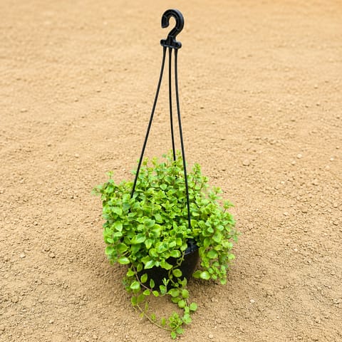 Baby Tears / Hanging Turtle Vine in 8 Inch Live Plant Hanging Basket | Trailing Plant