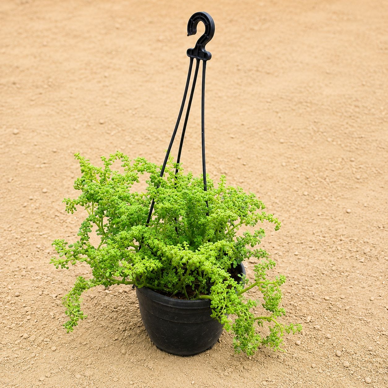 Artillery Plant / Tiny Pearl Succulent in 8 inch Hanging Basket