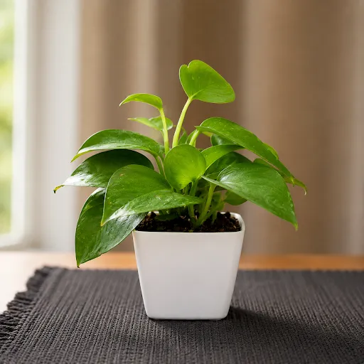 Gift Ready - Money Plant Green in 4 Inch Square Premium Plastic Pot (any colour)