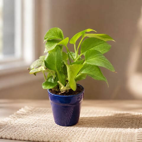Gift Ready - Money Plant Desi in 4 Inch Classy Glass Ceramic Pot (any colour)