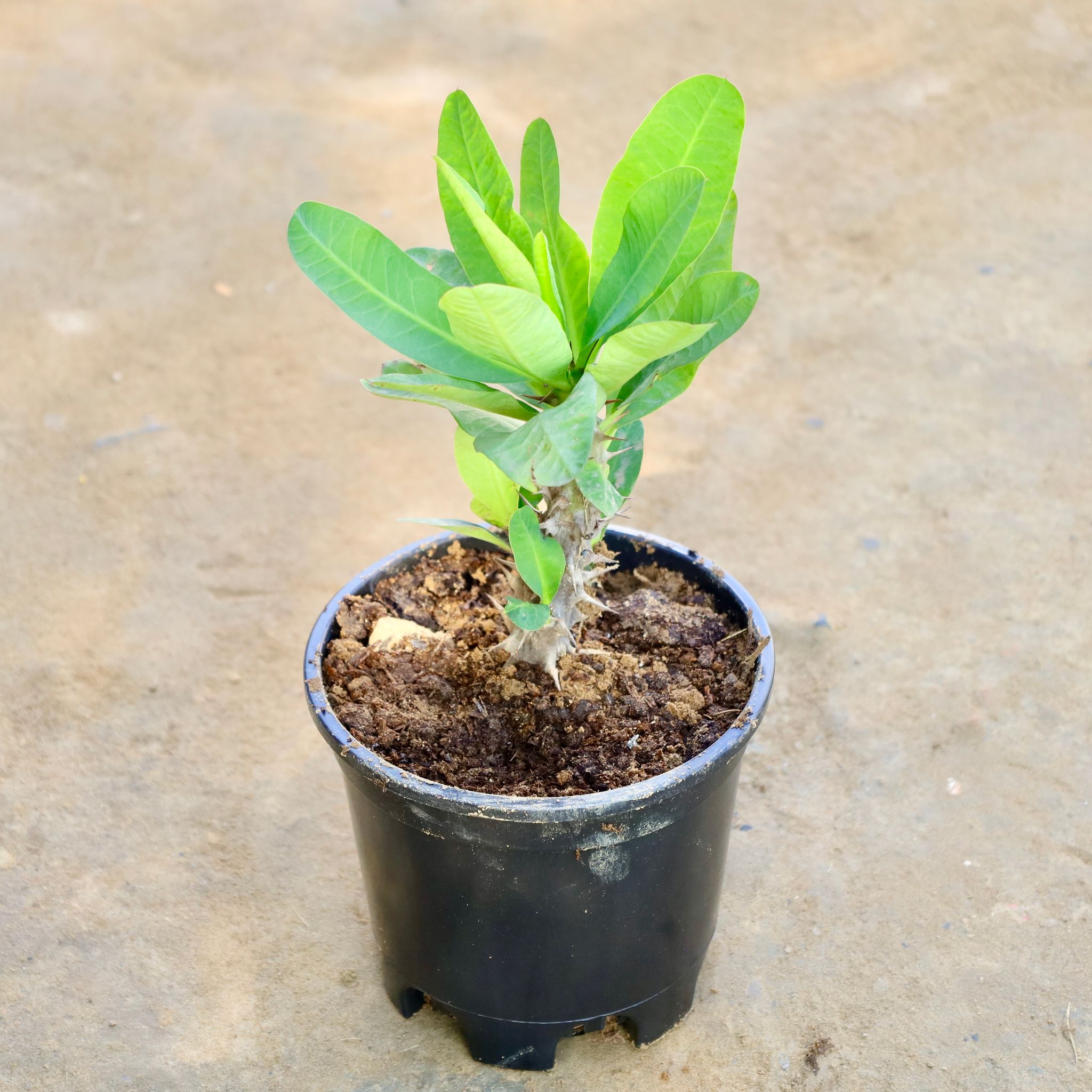 Euphorbia Mili (Any Colour) in 6 Inch Nursery Pot