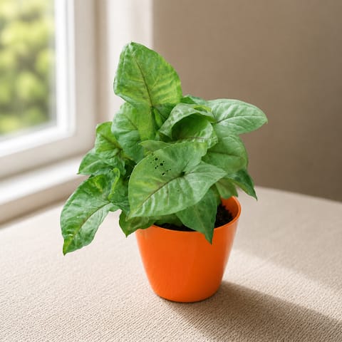 Gift Ready - Syngonium Arrowhead in 5 Inch Live Fresh Plant Elegant Plastic Pot (colour may vary) in Naraina