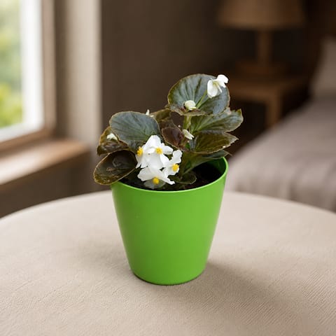 Gift Ready - Begonia White in 5 Inch Live Plant Elegant Plastic Pot (colour may vary)