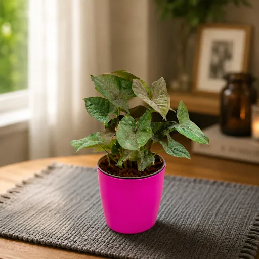 Gift Ready - Syngonium Black in 5 Inch Premium Sphere Plastic Pot (any colour)