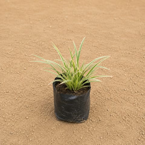 Spider Vareigated in 4 Inch Live Plant Nursery bag