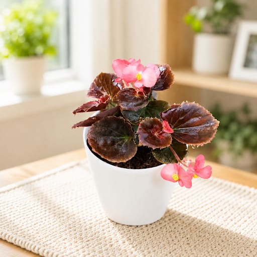 Gift Ready - Begonia Pink in 4 Inch Elegant Plastic Pot (colour may vary)